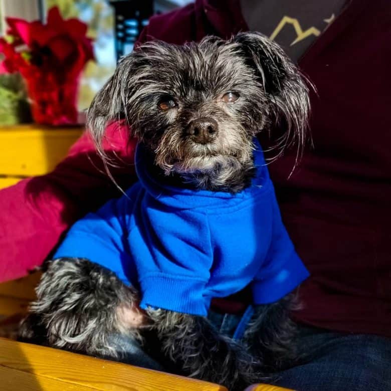 An Affenyorkie looking sassy with the blue sweater
