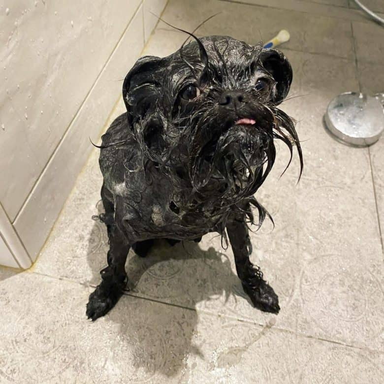An African Terrier having a bath
