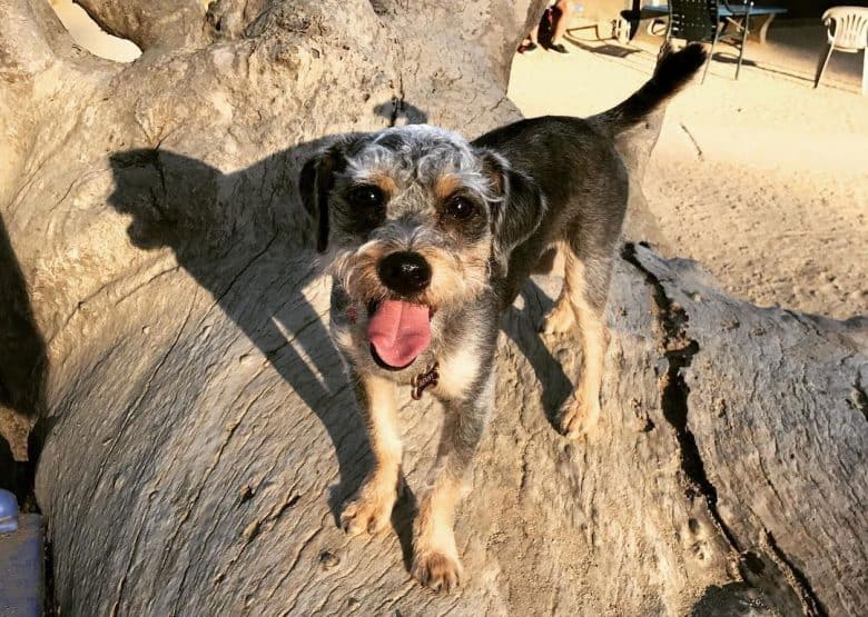Airedale Terrier and Schnauzer mix dog