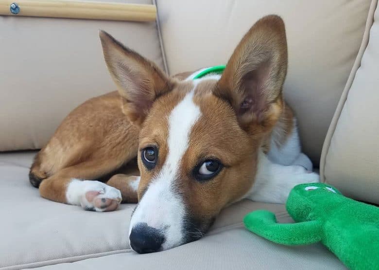 Akita Aussie mix dog lying on the couch