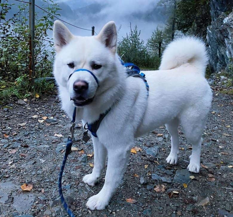 Akita Chow mix dog on a trail