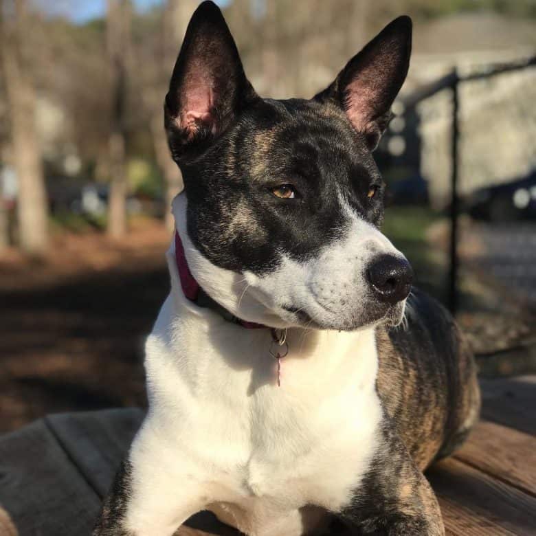 Akita Inu and Pit Bull mix dog portrait
