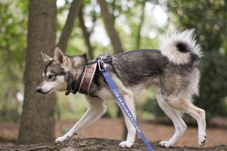 An Alaskan Klee Kai crouching and in an hunting position