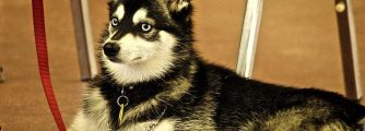 The Alaskan Klee Kai – Pet Owners Guide to Raising a Mini Husky