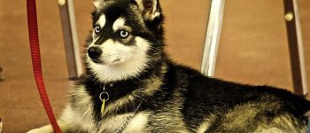 an Alaskan Klee Kai laying down patiently