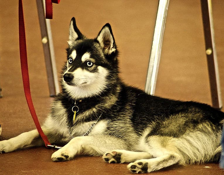4 Reasons Why You Should Get Your Next Dog From Kika's Klee Kai - Miniature Huskies for Adoption