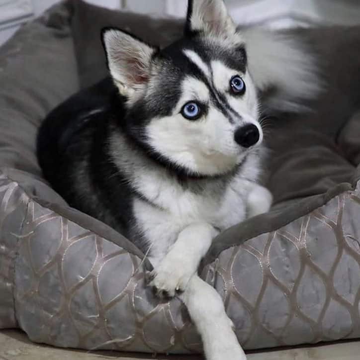Alaskan Klee Kai lounging on the bed