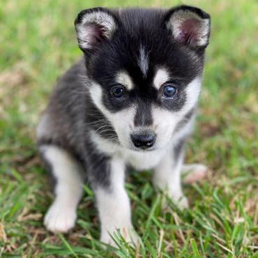 Alaskan Klee Kai: Every Pet Owner's Guide to Raising a Mini Husky - K9 Web