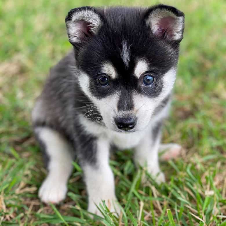 Alaskan Klee Kai puppy sitting on the grass