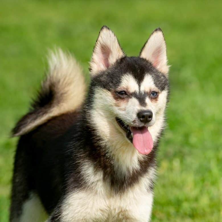 A black and white Alaskan Klee Kai smiling and standing on the grass
