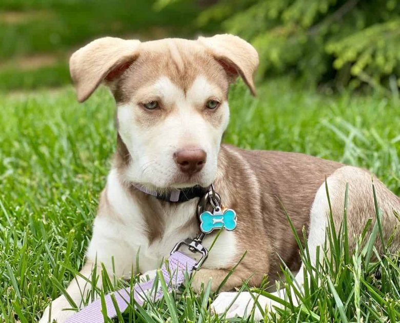 Alaskan Malamute and Pit Bull mix dog lying on the grass