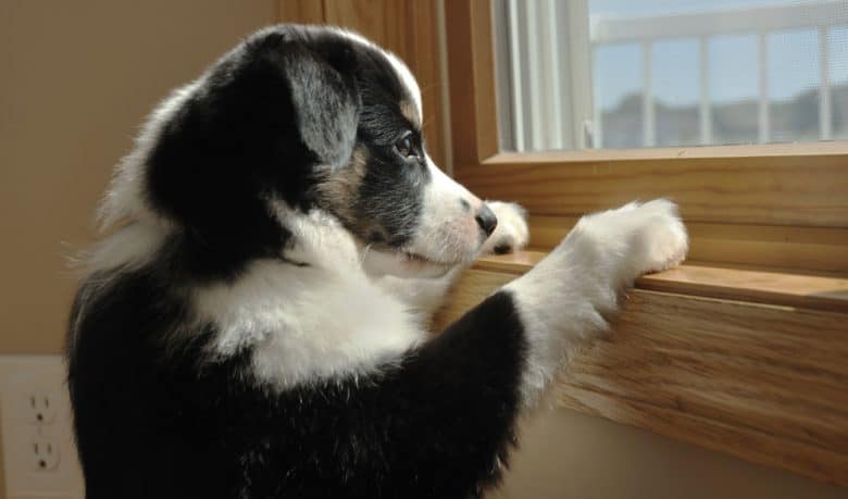 Alone Australian Shepherd puppy looking out a window