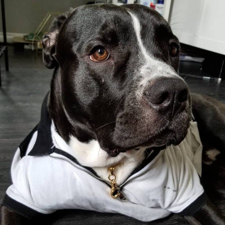 Dressed American Bulldog and Pit Bull mix dog