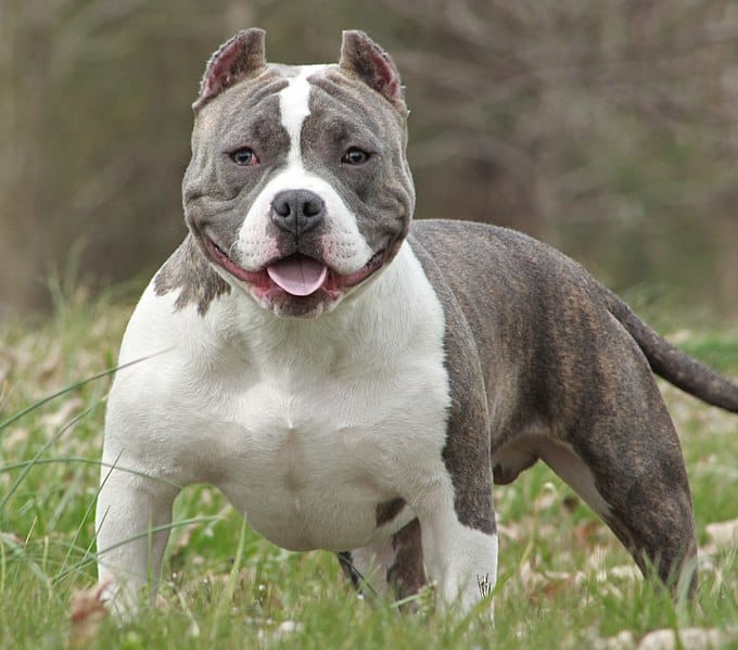 Muscular American Bully dog