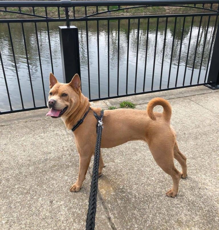 A list of the best & cutest Chow Chow mixes you should know K9 