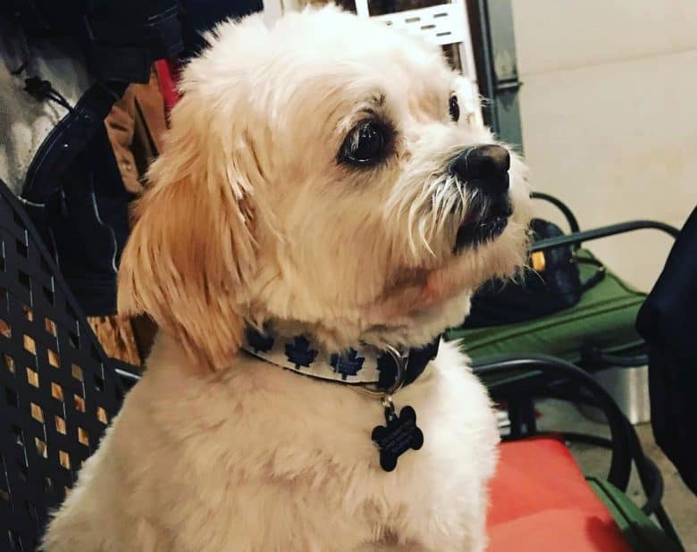 American Eskimo and Shih Tzu mix dog portrait