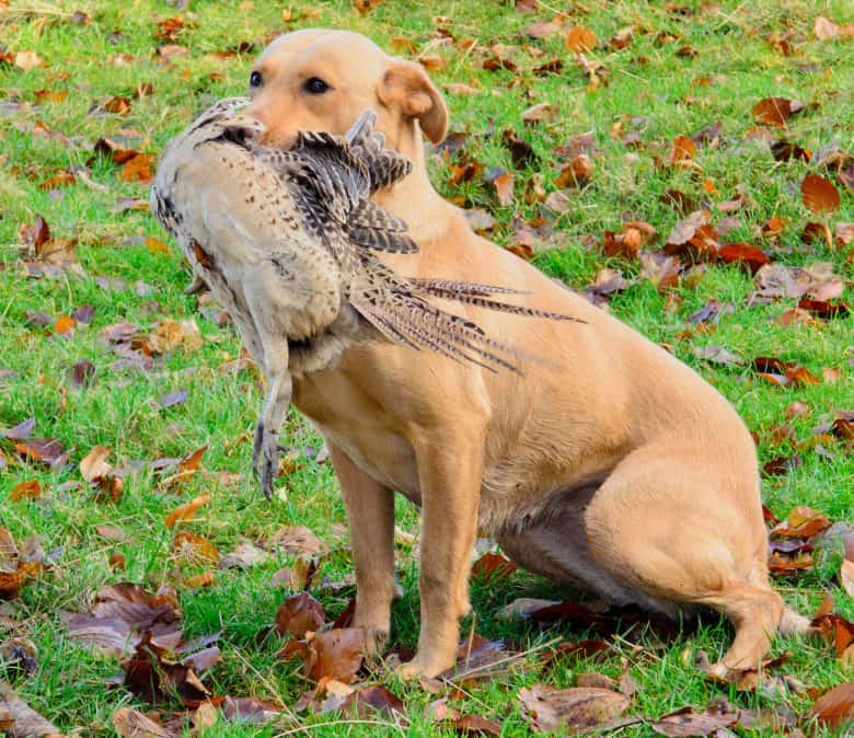 American Labrador hunting pheasant