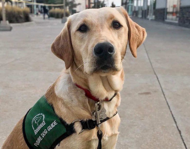 American Labrador trained to be a guide for blind
