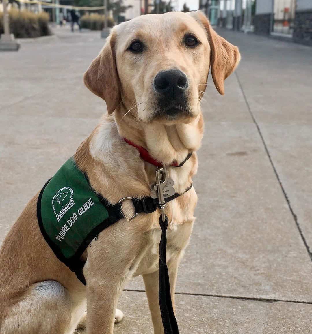 English Lab vs American Lab Which is the best for you? K9 