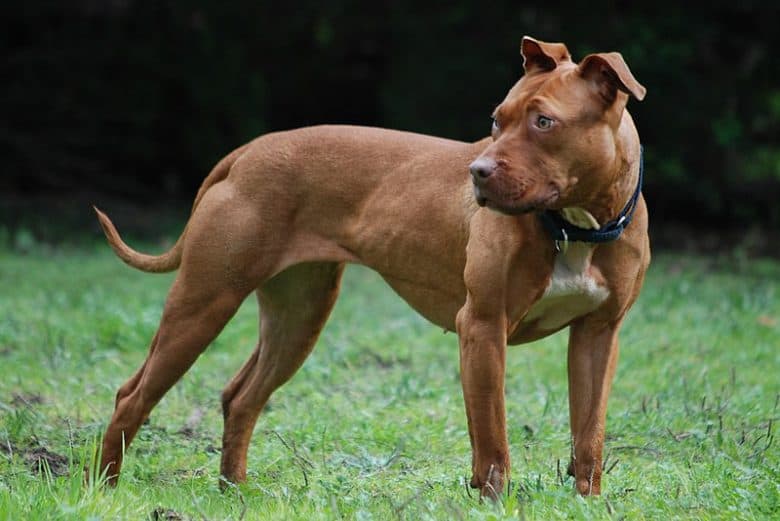 American Pitbull Terrier dog standing on the grass