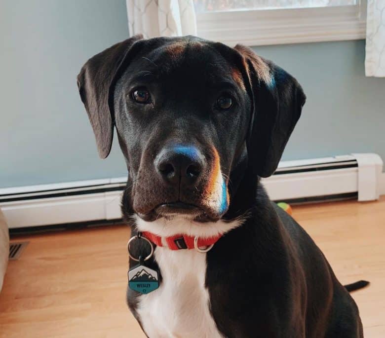 American Staffordshire Terrier Lab mix portrait