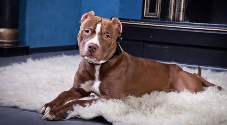 American Staffordshire Terrier lying on the carpet