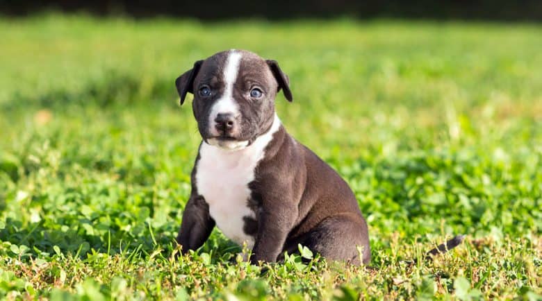 American Staffordshire Terrier puppy