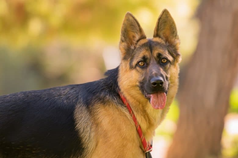 A portrait of a full bred German Shepherd tongue sticking out
