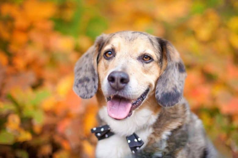 Aussie Beagle mix dog portrait