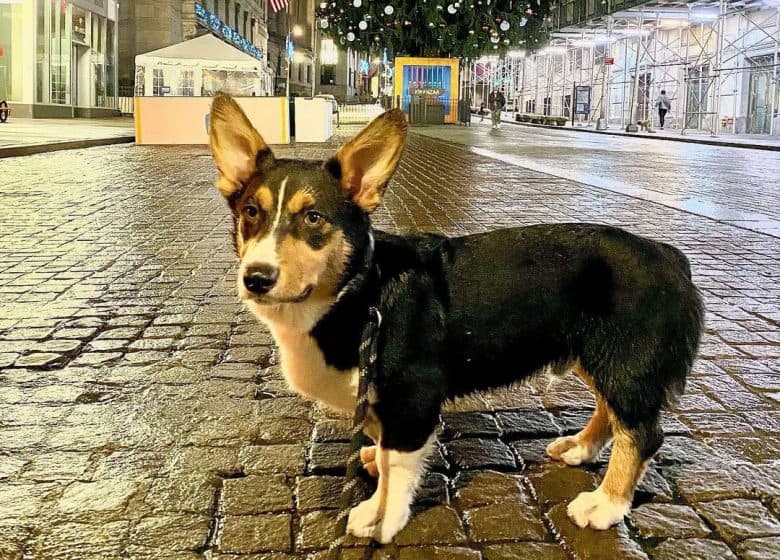 Aussie Corgi mix dog standing on the street