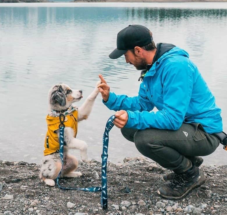 Aussie dog doing high five training