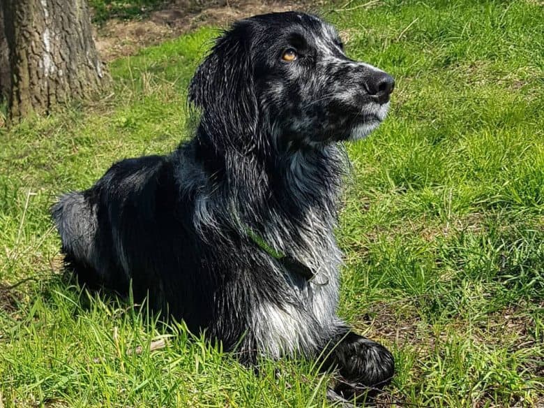 Aussie Flat Coated Retriever mix dog lying on the grass