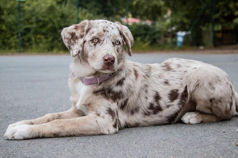 Aussie Labrador Retriever mix dog