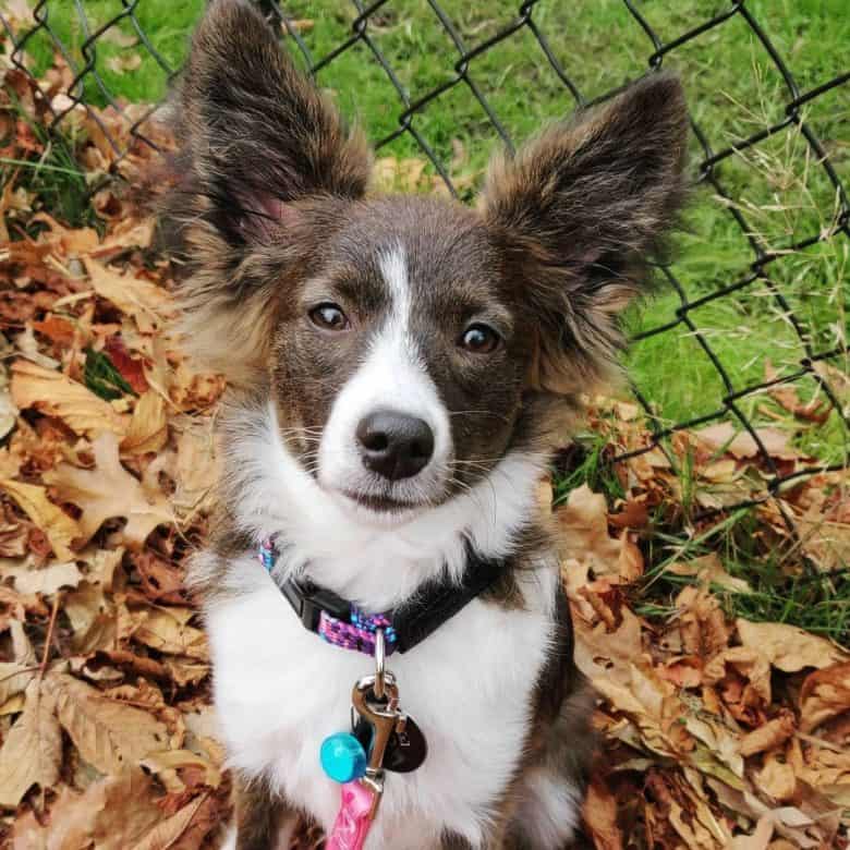 Aussie Papillon mix dog portrait