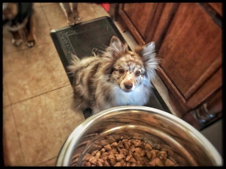 An Australian Pom patiently waiting for dog food