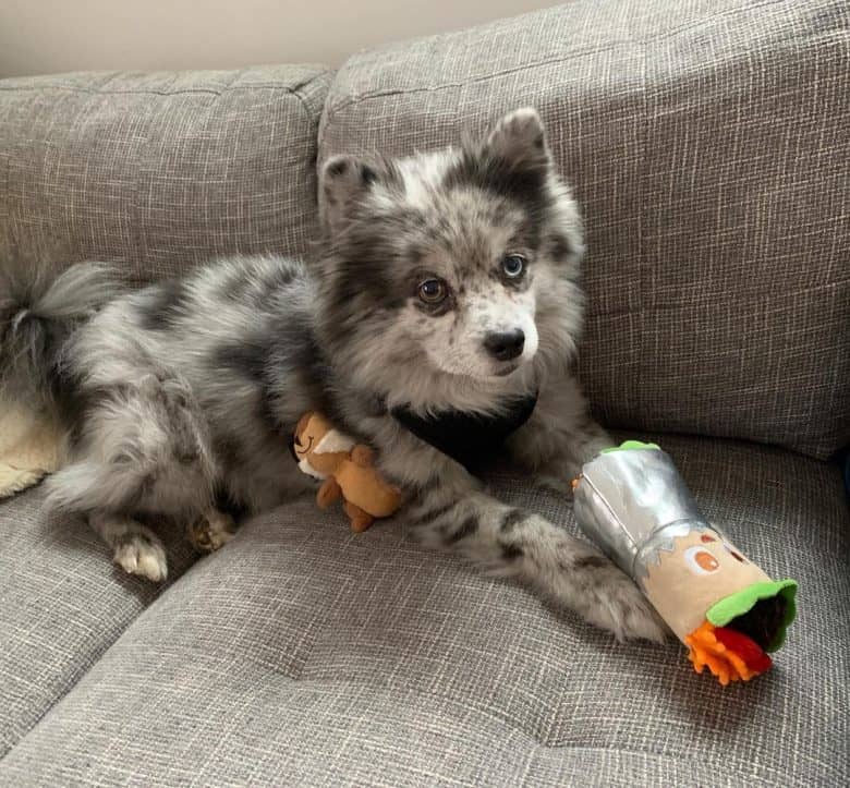 Aussie Pomeranian mix dog playing on the couch