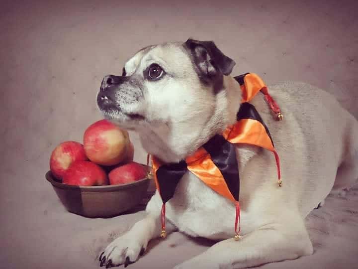 Aussie Pug mix dog lying beside the apples