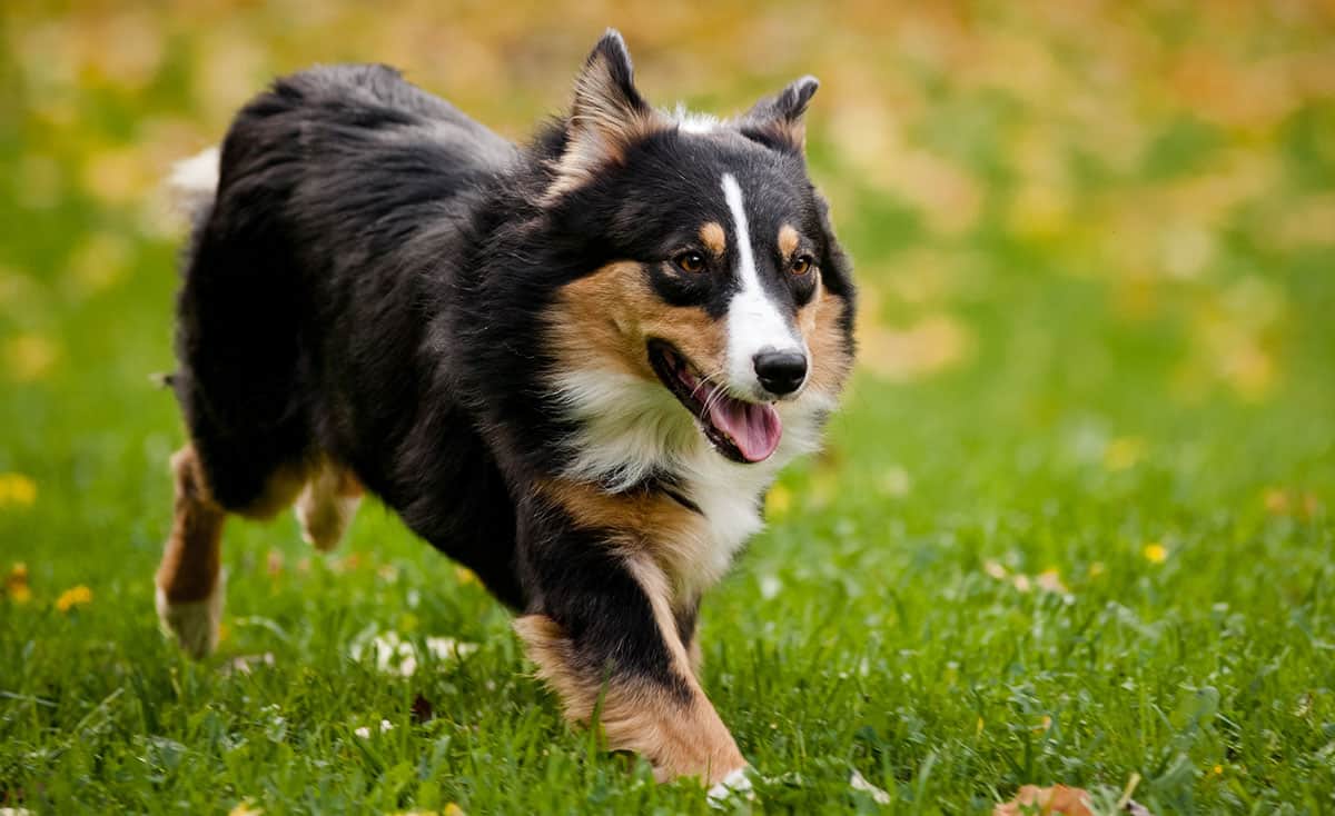 Dog Breeder Australian Shepherd at Frances Edwards blog
