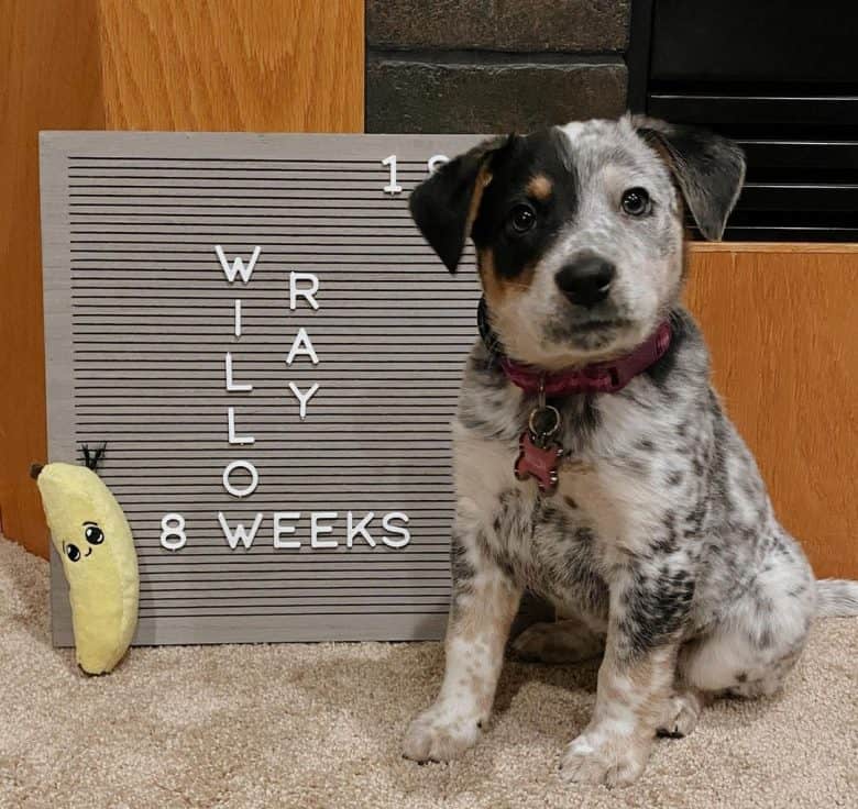 A Border Collie Blue Heeler mix puppy sitting and looking proud