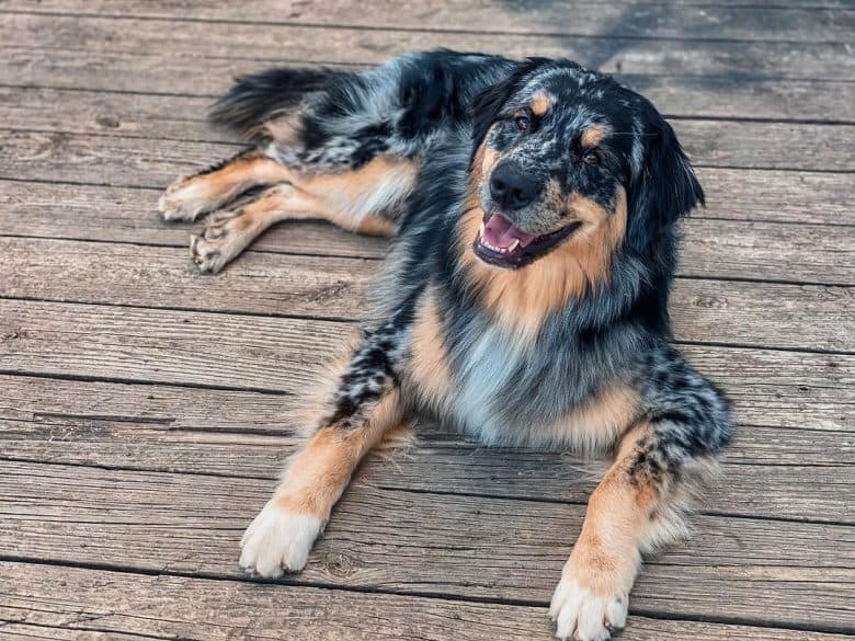 Australian Retriever mix dog lying on the deck