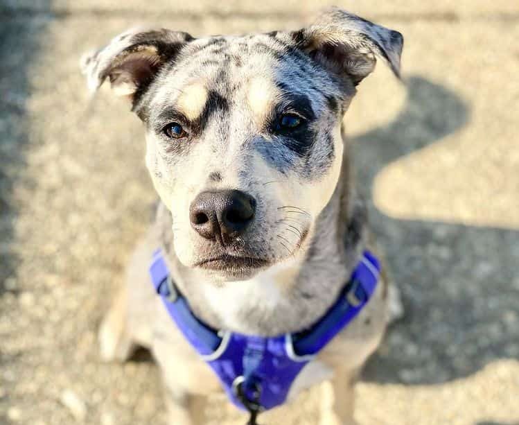 Australian Shepherd and Pit Bull mix dog portrait