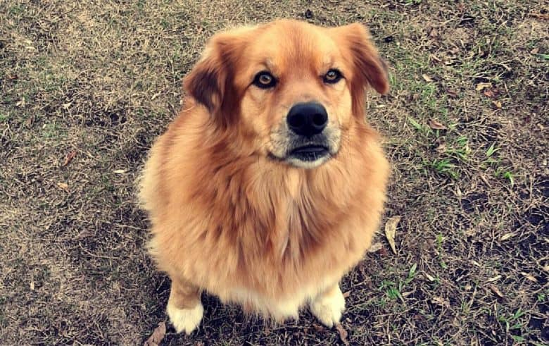 Australian Shepherd Chow Chow mix dog portrait