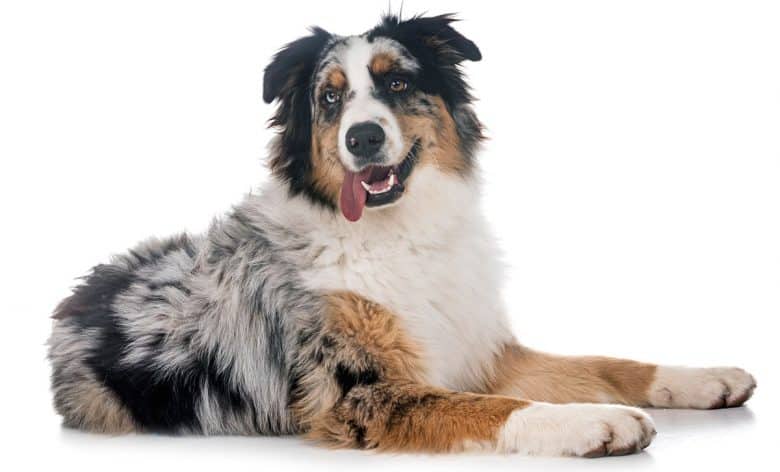 curious if australian shepherd dogs are hypoallergenic