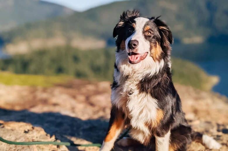 Get To Know The Loyal And Intelligent Australian Shepherd K9 Web