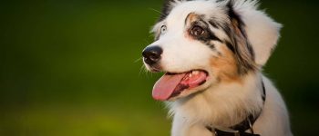 Australian Shepherd Merle mix dog portrait