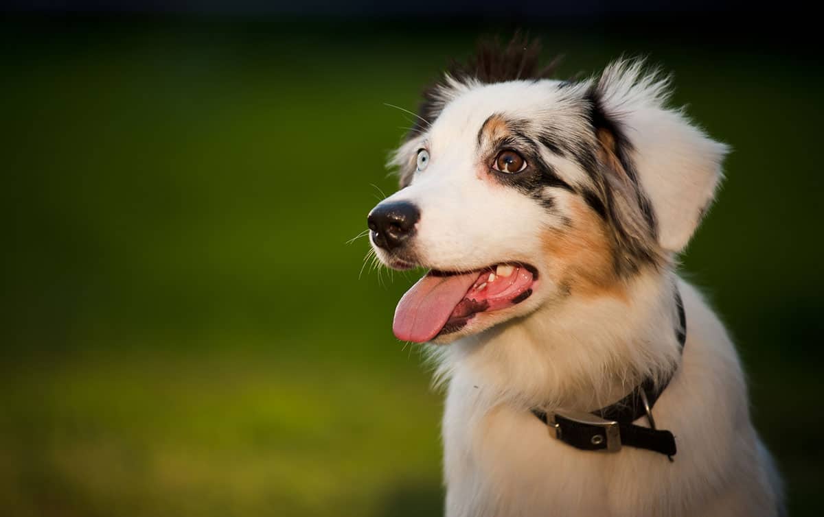 curious if australian shepherd dogs are hypoallergenic