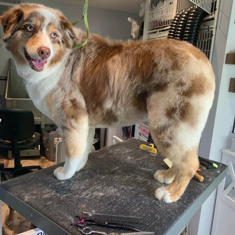 Newly-trimmed Australian Shepherd dog