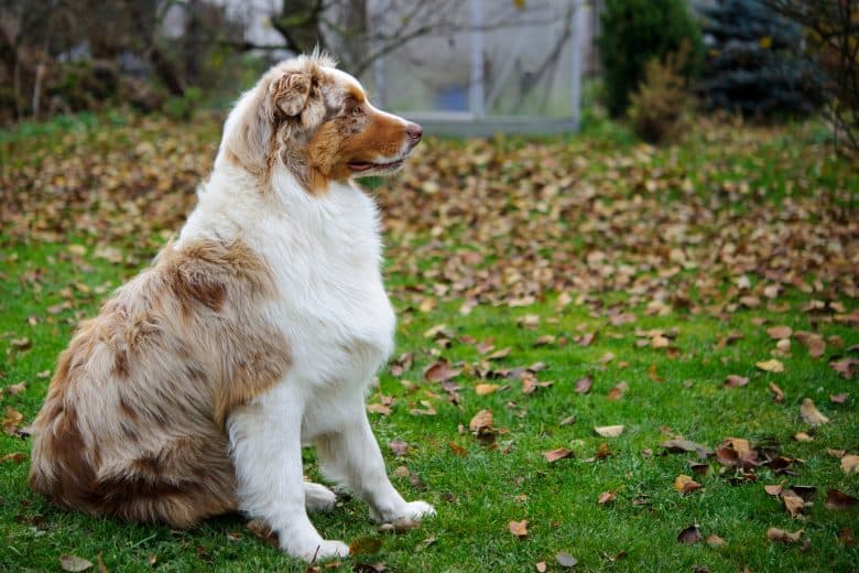 Australian Shepherd sitting on a grass garden with dried leaves during fall season