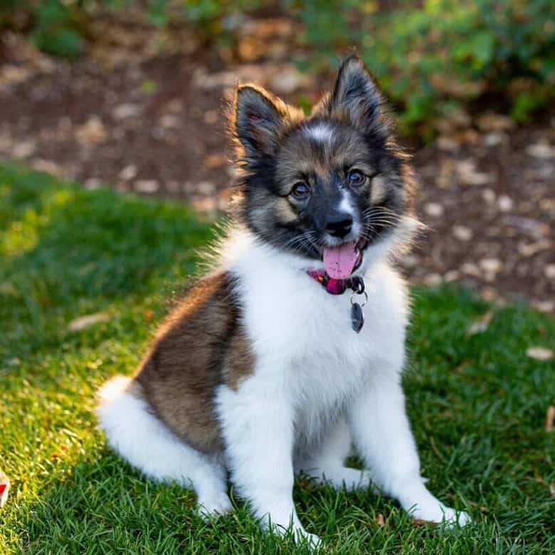 Mini Aussie Pom mix smiling candidly while sitting on grass