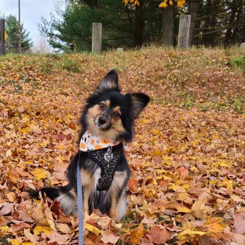 Is the exuberant Aussie Pom the right dog breed for you? K9 Web